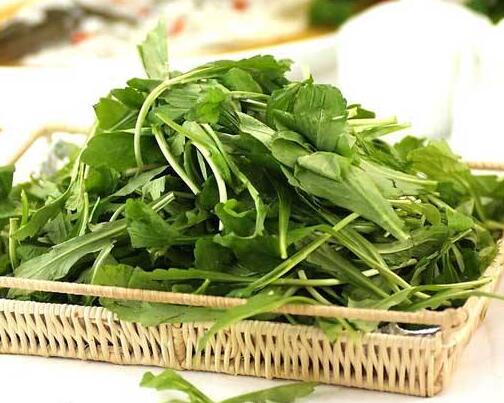 荠菜的功效与作用和禁忌
