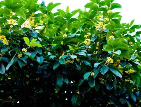 桂花的功效与作用及食疗价值【桂花的功效与作用的功能与主治与用量】