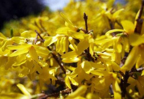 连翘的功效与作用