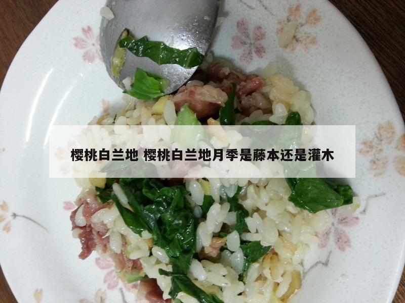 樱桃白兰地 樱桃白兰地月季是藤本还是灌木