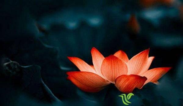 芋头美食制作指南，从传统到创新，探索芋头的无限可能